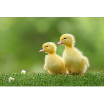 DIMEX ART s. r. o Флизелинов фототапет две жълти патета 375 x 250 см