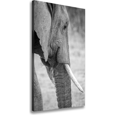 Vertikálny foto obraz tlačený na plátne Slon 50x100 cm