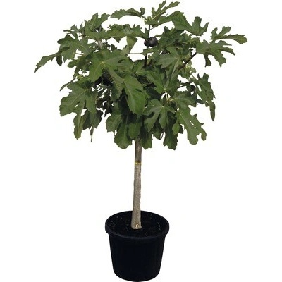 Figovník FloraSelf Ficus carica výška 130-140 cm kvetináč Ø 40 cm