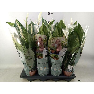 S Spathiphyllum Sweet Ricardo 60cm/8 NL, živá rostlina