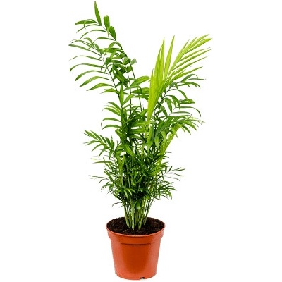 Chamaedorea elegans 17x60 cm