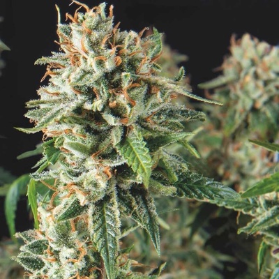 Pyramid Seeds Super OG Kush Fast semienka neobsahujú THC 5 ks