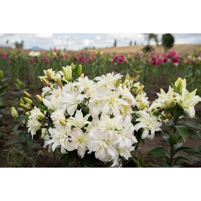 Ľalia 'Roselily Petronella ®' 1 ks