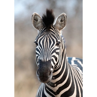 Rasch 363623 Vliesová fototapeta na zeď African Queen, ropzměry 2,12 x 3 m