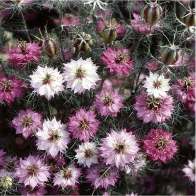 Černucha damašská růžovobílá směs - Nigella Damascena - semena černuchy - 200 ks