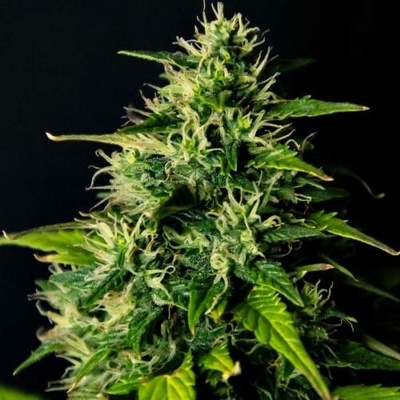 Doctor's Choice DC Cure AUTO CBD 1:1 semena neobsahují THC 3 ks