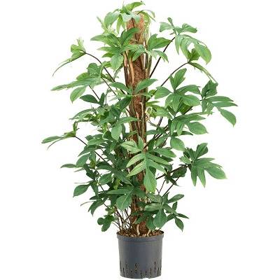 Philodendron pedatum on moss pole 120 cm stlp 22/19 v. 120 cm