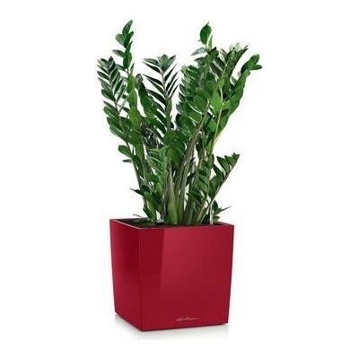 Lechuza Kvetináč Canto Premium Square Single planter Scarlet red High Gloss 40x40x41 cm