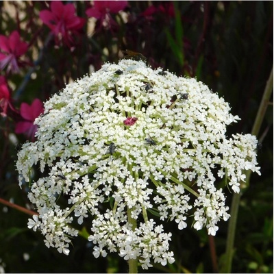 Mrkva Wildform - Daucus carota - semená mrkvy - 250 ks