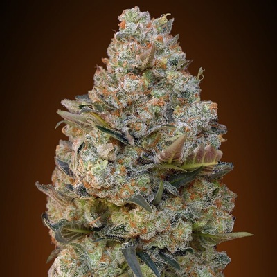 00 Seeds Bank Chocolate Skunk semienka neobsahujú THC 100 ks