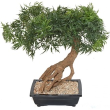 Luxusní umělý strom ARALIA BONSAI, 60cm