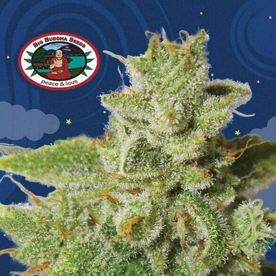 Big Buddha Seeds Cherry Moon Pie semienka neobsahujú THC 5 ks