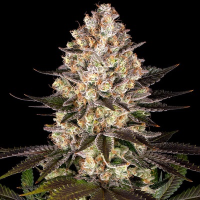 Barney´s Farm Hindu Kush regular semena neobsahují THC 5 ks