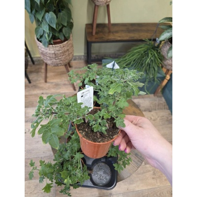 Migrénovník – Zboží Mobilmania