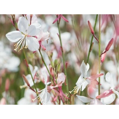 Gaura lindh. 'Geyser® White' Velikost hrnku: 2l terac – Hledejceny.cz