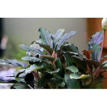 Bucephalandra Lamandau