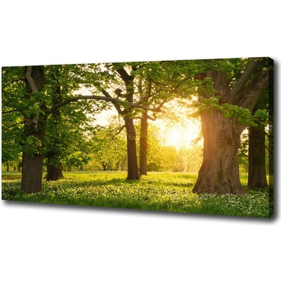 Foto obraz na plátne Stromy v parku 100x50 cm