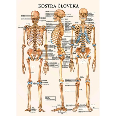 Vydavatelství Poznání Anatomický plakát - Kostra člověka 47 x 63 cm | CS, LA – Zboží Dáma