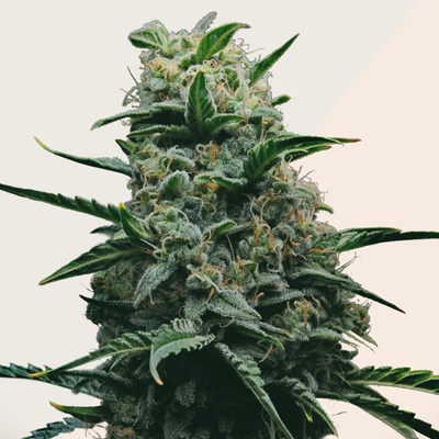 Kera Seeds California Nuggets semena neobsahují THC 5 ks