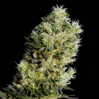 Genehtik Amnesia Bilbo AUTO semena neobsahují THC 5 ks