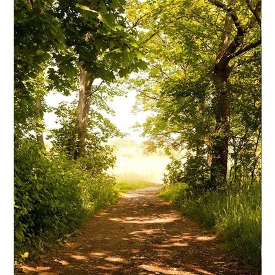 Dimex MS-3-0093 vliesová fototapeta na zeď Lesní cesta rozměry 225 x 250 cm