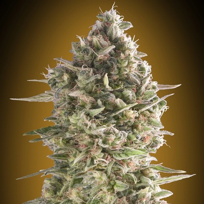 00 Seeds Bank Do-Si-Two Cookies semienka neobsahujú THC 100 ks