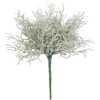 Svatolina rostlina šedá V25 cm