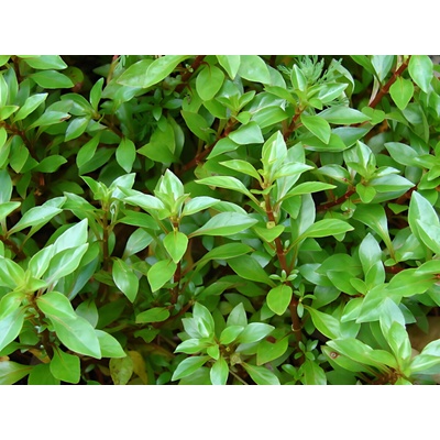 Ludwigia palustris Green 5,5 cm – Zboží Mobilmania