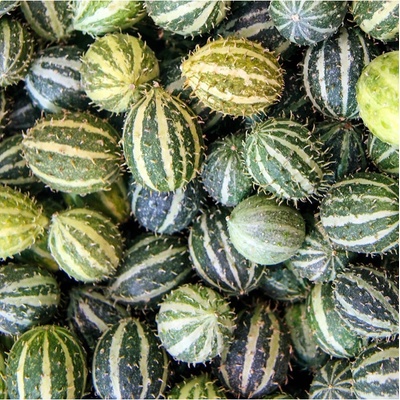 Okrasná angreštová okurka Cucumis myriocarpus semena 6 ks