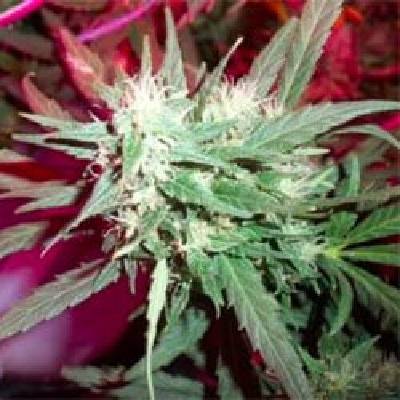 KC Brains Seeds K.C. 39 regular semienka neobsahujú THC 5 ks