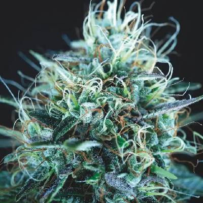 Pyramid Seeds Purple Urkle x Blue Pyramid semienka neobsahujú THC 5 ks