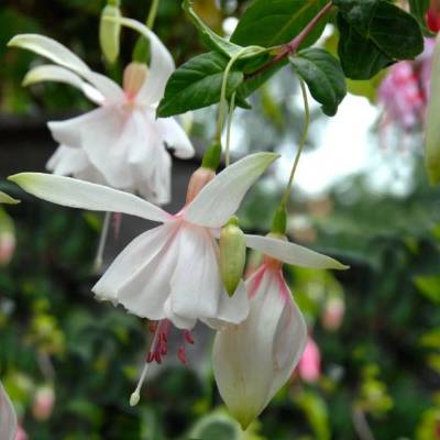 Fuchsie bolívijská bílá - Fuchsia boliviana - semena - 10 ks