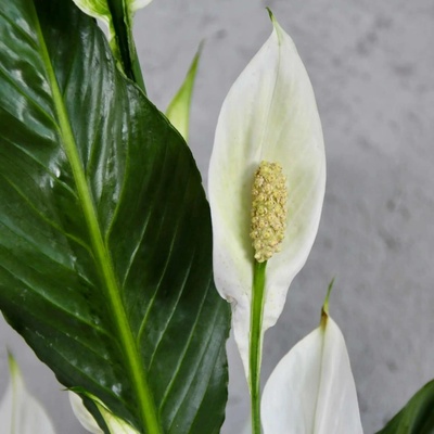 Spathiphyllum Lopatkovec Crown