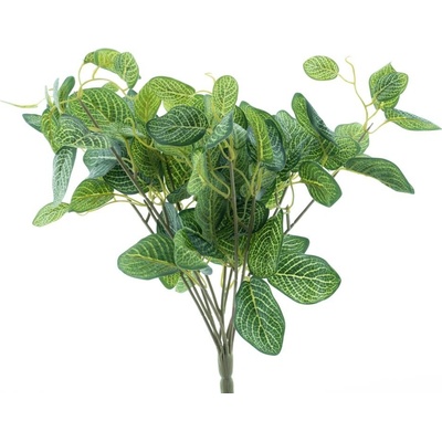Stínovka - Polyscias mini keř V54 cm (N327381)