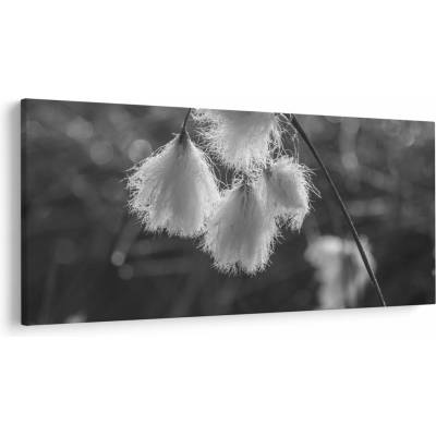 Obraz - Cottongrass, jednodielne 250x125 cm