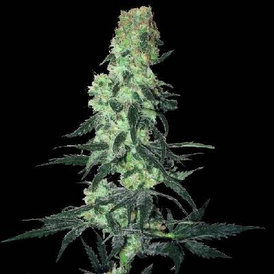 White Label Amnesia White semena neobsahují THC 10 ks