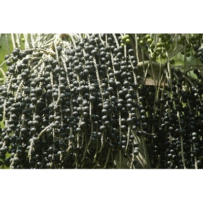 Salvia Paradise Acai berry prášok 500 g