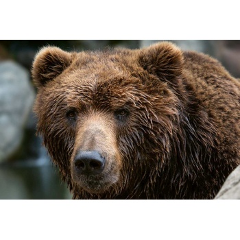 DIMEX ART s. r. o Флизелинов фототапет камчатска мечка 375 x 250 см