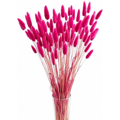 Sušený lagurus (králičí ocásek) fuchsiový 90g-95g
