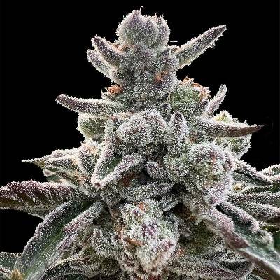 Silent Seeds Polar Gelato semena neobsahují THC 3 ks