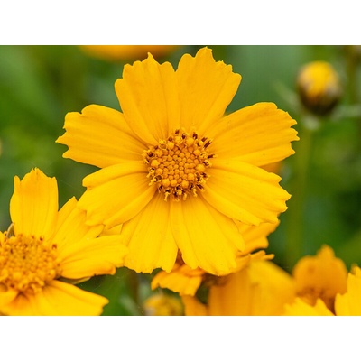Krásnoočko Nana - Coreopsis auriculata, kont. 0,5 l