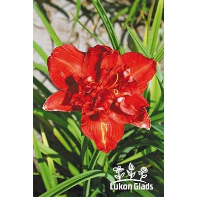 Lukon Glads Denivka DOUBLE FIRECRACKER - hemerocallis