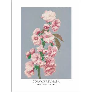  Принт Cherry Blossom, Огава Казумаса - репродукция (Print1076)