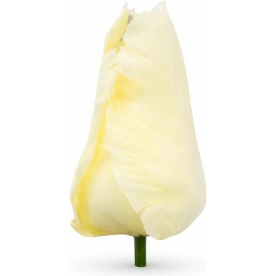 Umelý tulipán saténový krémový 9 cm