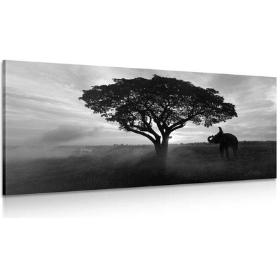 Obraz slon při východu slunce v černobílém provedení - 80x40