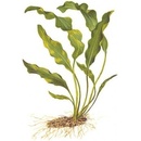 Aponogeton ulvaceus