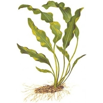 Aponogeton ulvaceus
