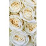 DIMEX ART Флизелинов фототапет бели рози 150 x 250 см