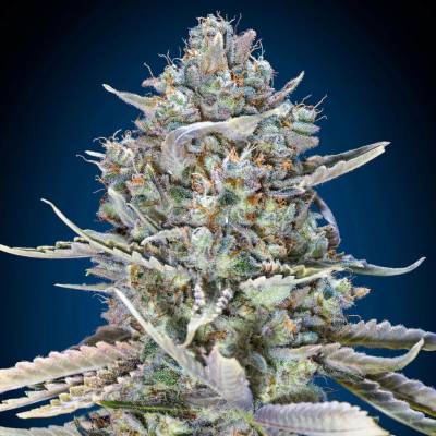 00 Seeds Bank Blue Dream Fast semena neobsahují THC 5 ks