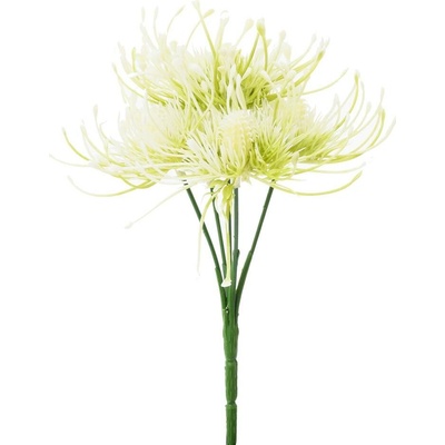 ZELEŇ BODLIAK x5 KRÉMOVÁ 24CM